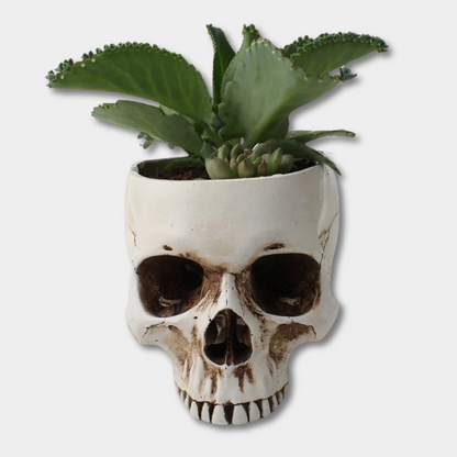 Devil Plant Pot