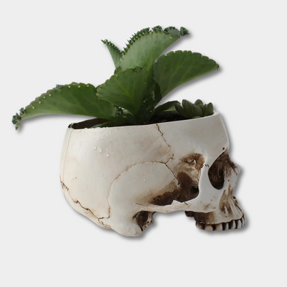 Devil Plant Pot